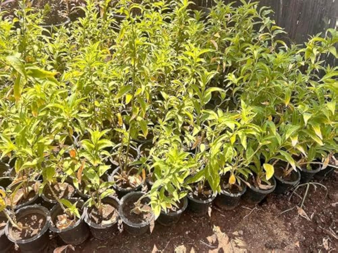 Buy Now Seedlings of Night Musk or Queen of the Night Strongest Aromatic Tree Aromatic Aromatic Insect Repellent Planting Balcony and Rooftop from Menoufia Nurseries