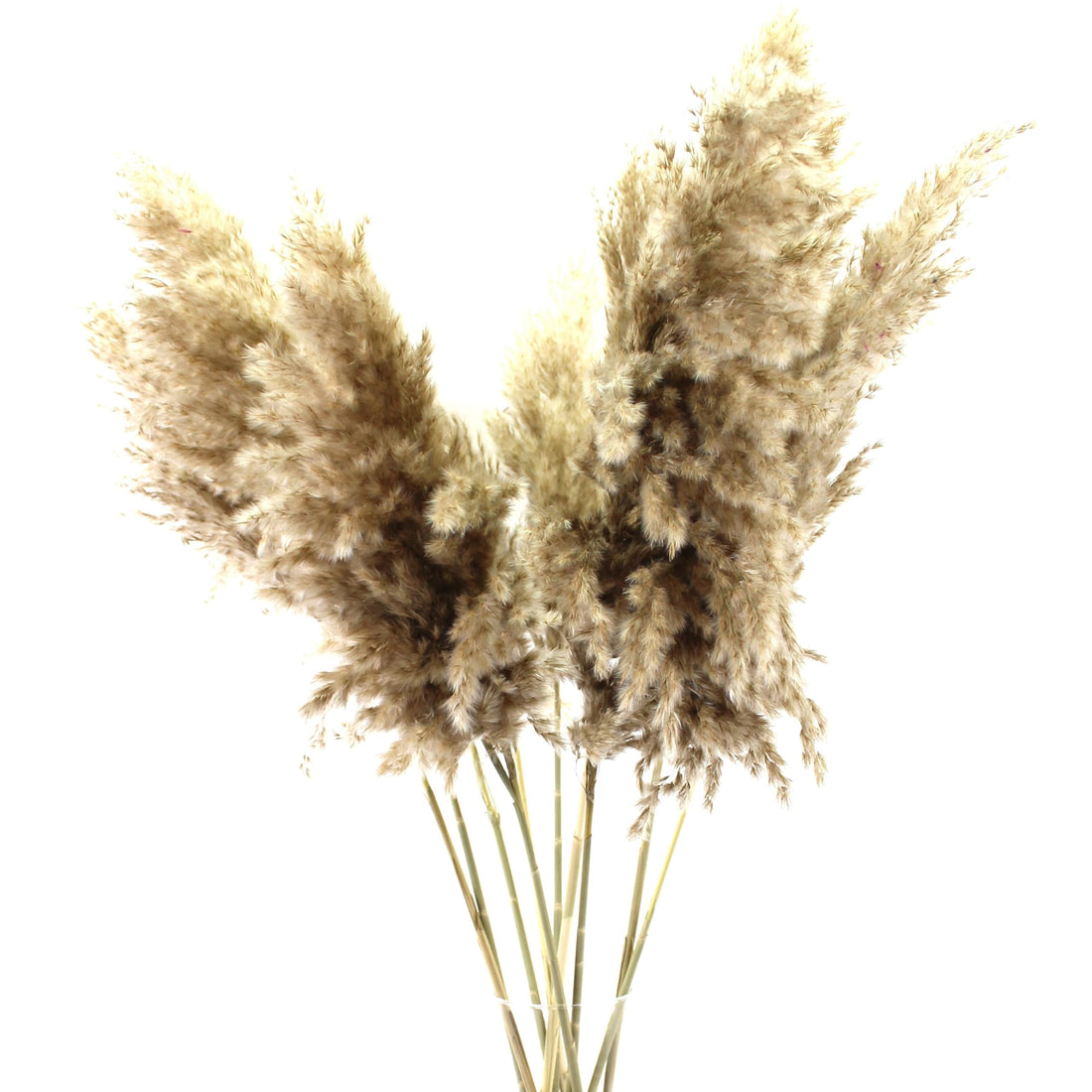 FANCY Pampas Natural Dried Flowers for Vase, Feather Bouquet for Home Decor Fluffy Plants, Large (10)