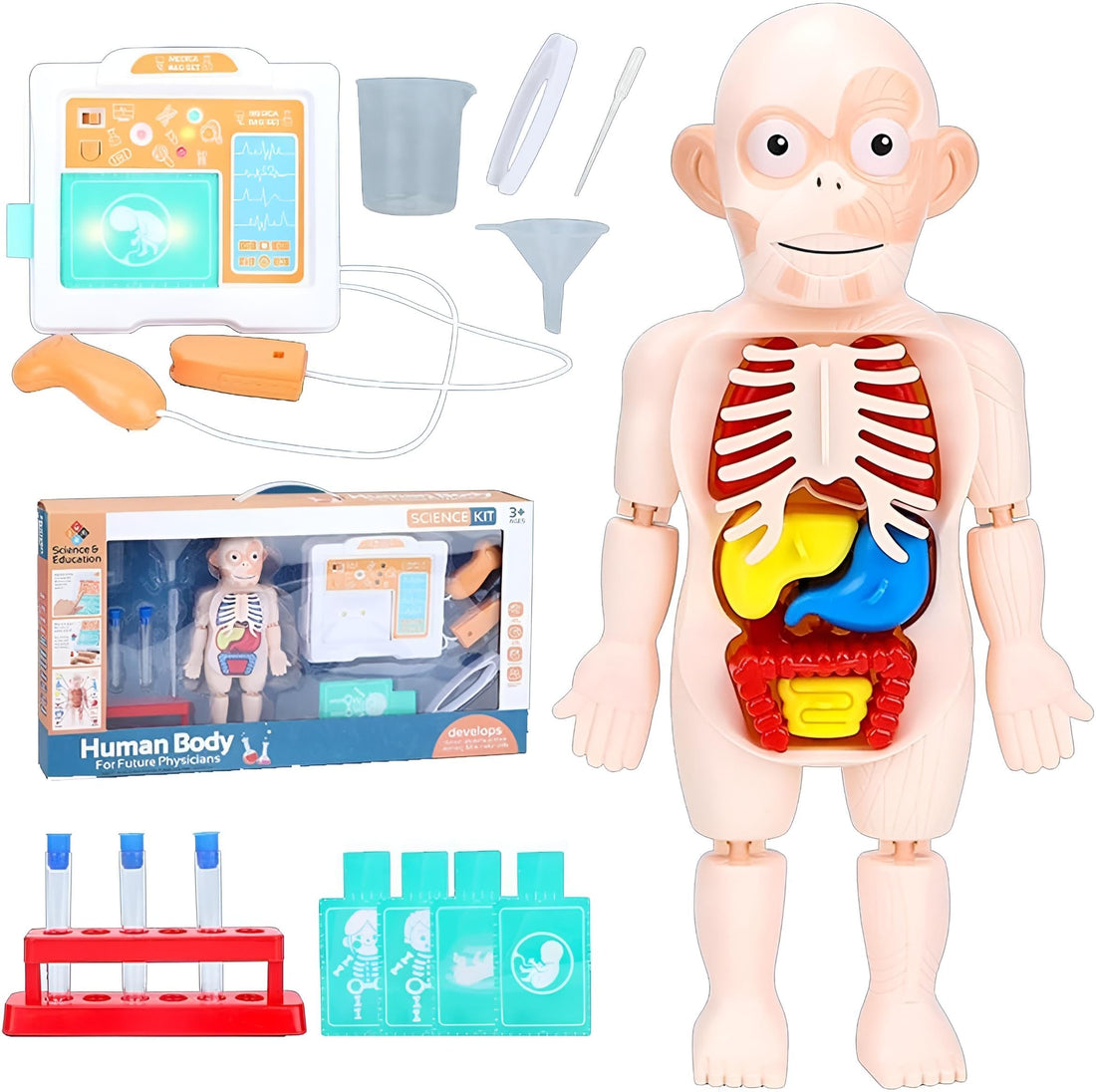 3D Figure - Removable Organ Human Anatomy Model for Kids, Educational Science Kit for Learning Biological Systems, Durable Plastic Construction Ideal for Classroom or Home Study Use (3 pieces)