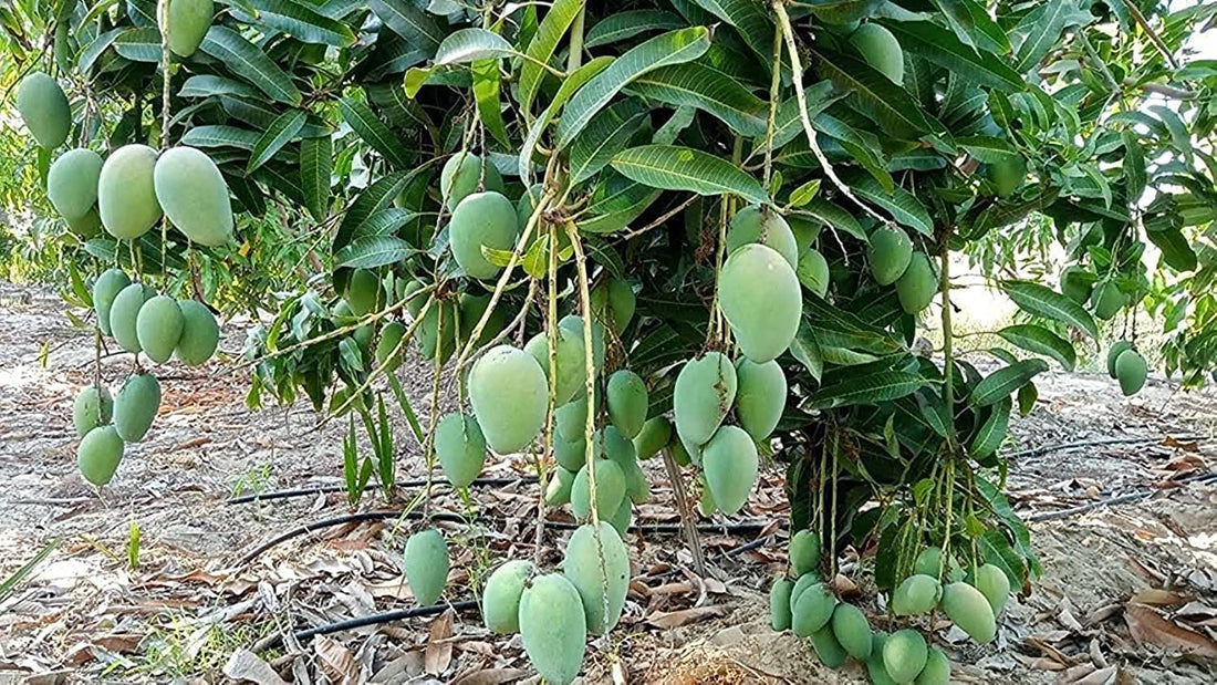 2 Ready to Grow Mango Oyas tree