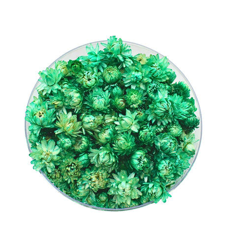FANCY زهور هيليكريسوم مجففة طبيعية – Dried Strawflowers in Transparent Gift Box | 6 Colors & 5 Sizes | Loose Flower Heads for Home Decor, Wedding & Resin Art (Caribbean Green, Round Large)