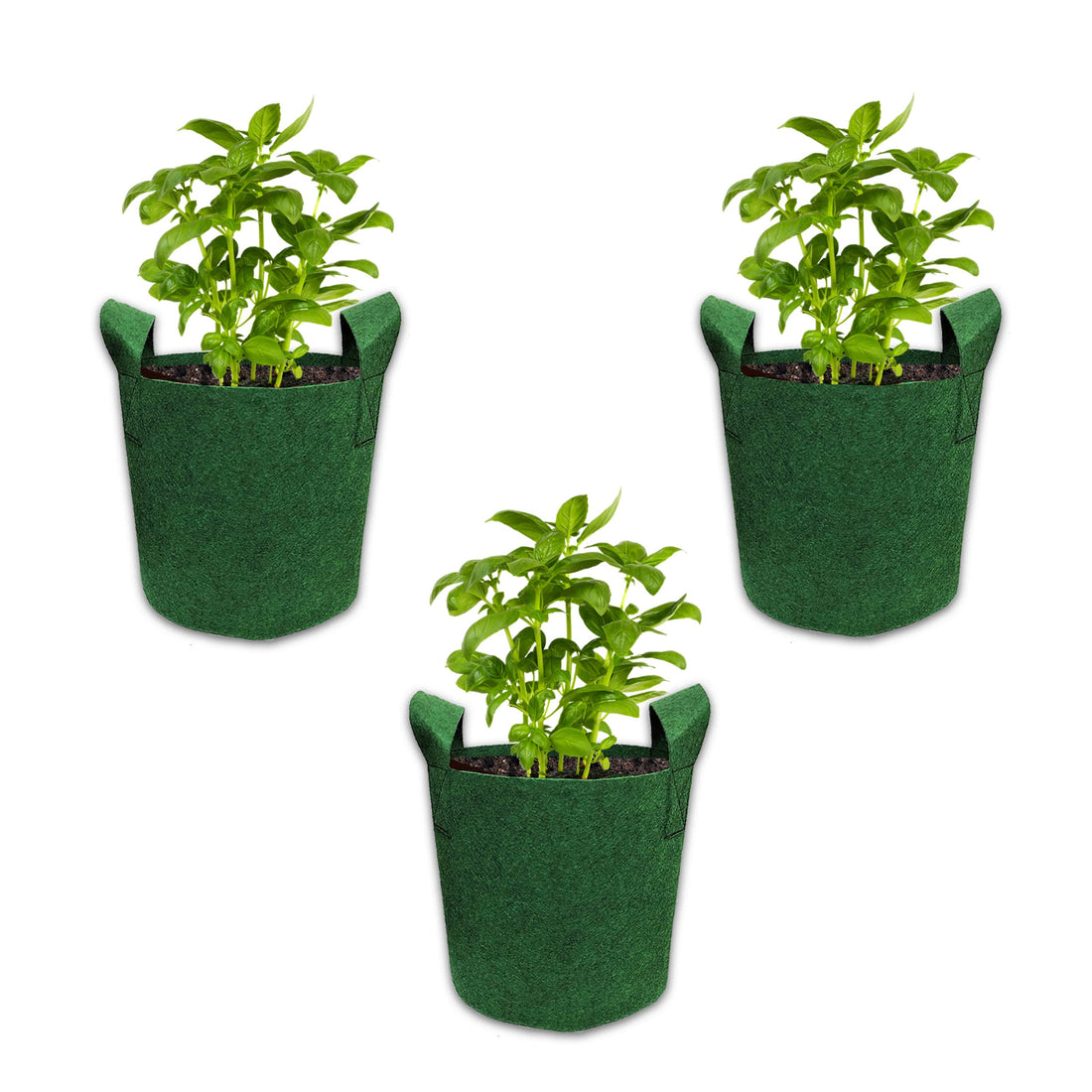 Bombay Greens ; Sow, grow, eat, repeat
