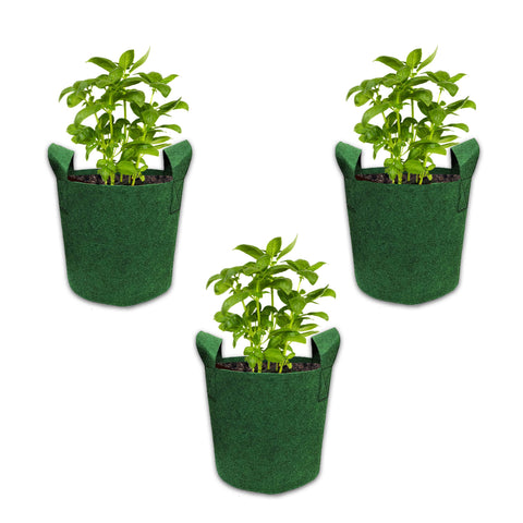 Bombay Greens ; Sow, grow, eat, repeat