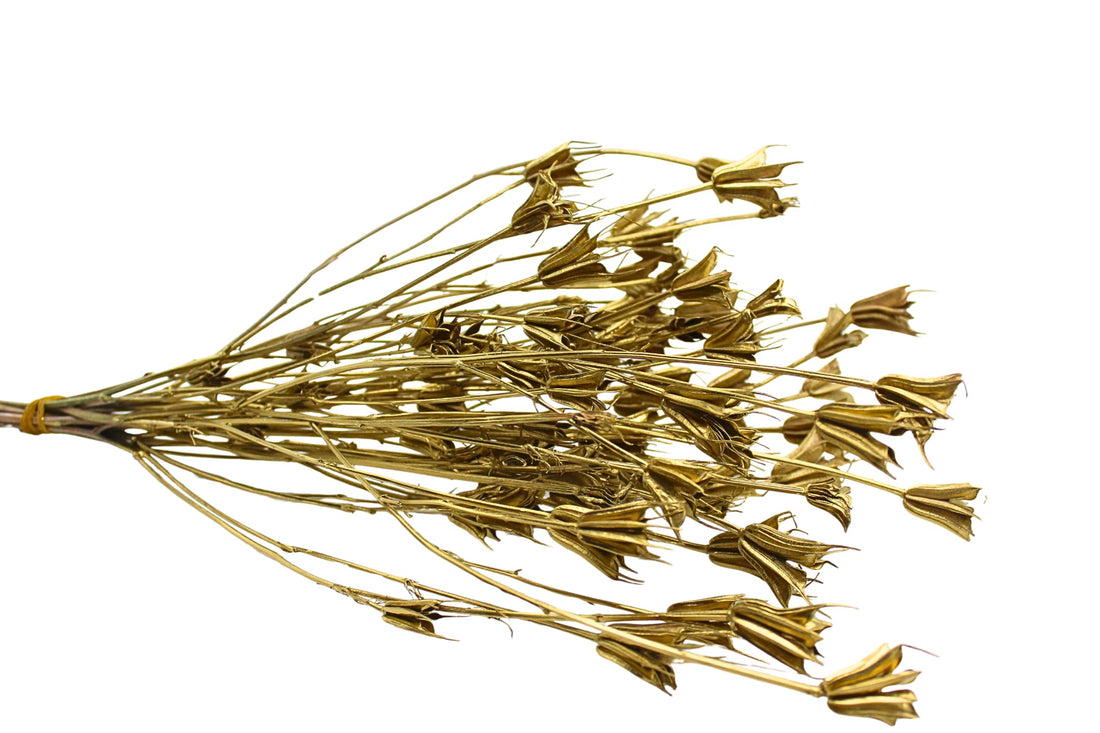 Dried Nigella - Natural Cut Flowers for Home Decor Unique 'Jester Hat' Flowers -dry flower for Vase & Decoration Dried Nigella Pods or pinted - Rustic Flora (Gold)