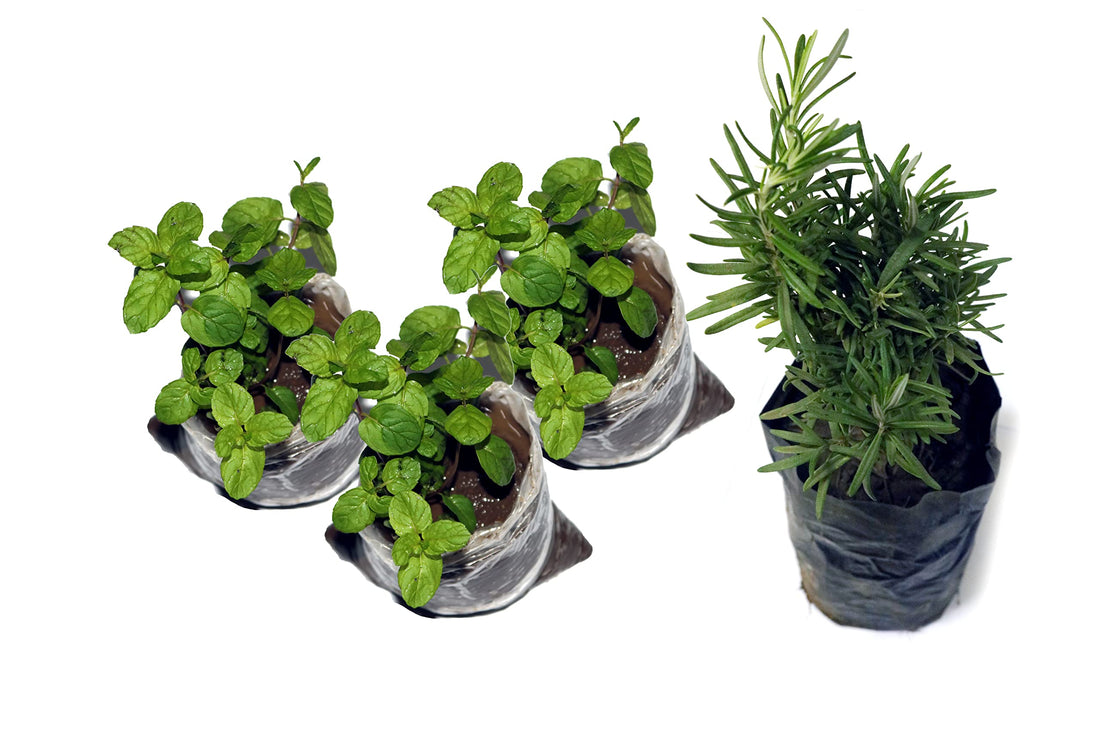 Rosemary 3 Mint Ready to Grow Seedling