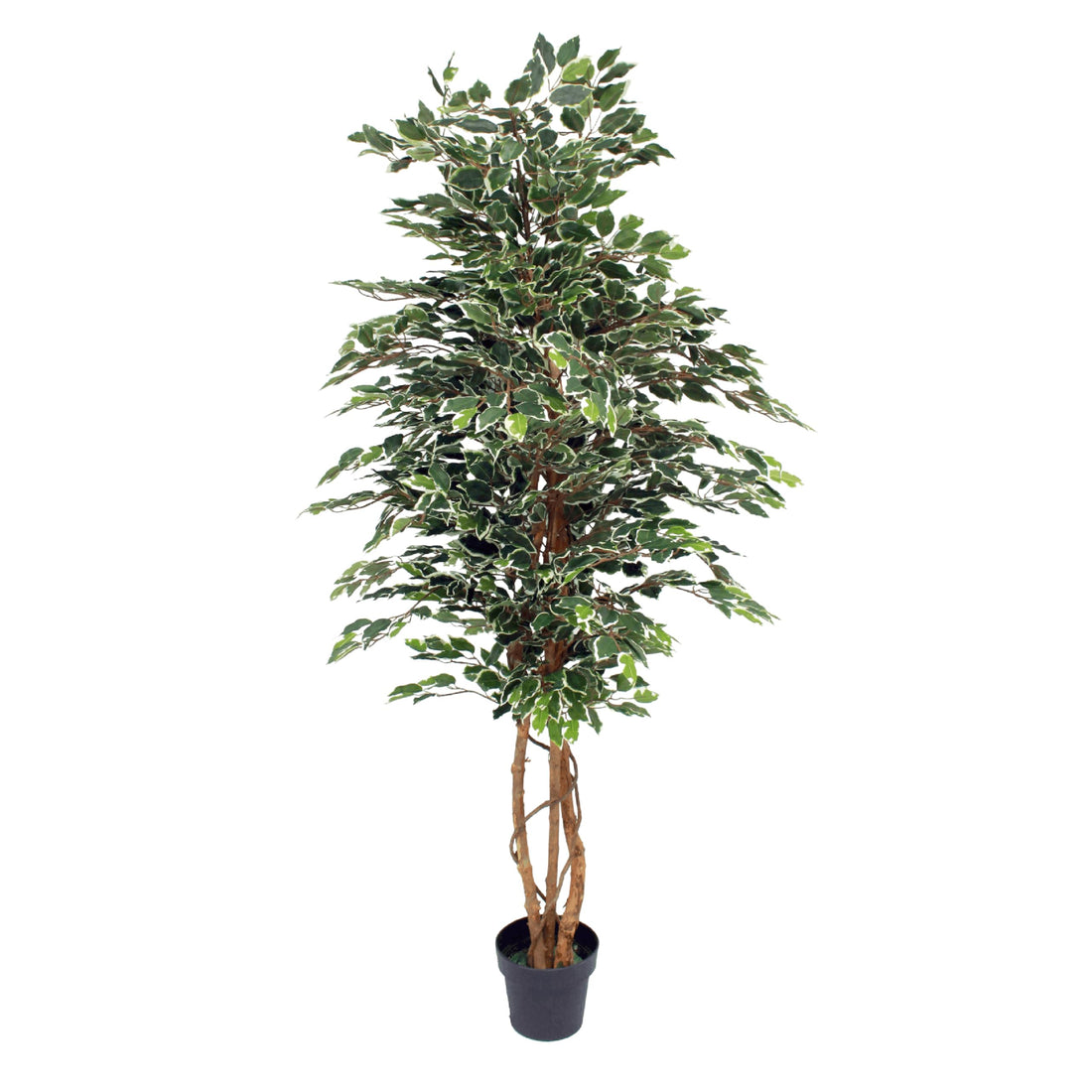 Blooming Artificial - Ficus Tree Artificial Plant, Large Fake Plant in Pot for House and Indoors, Year Round Decorative Realistic Faux Foliage (Variegated) (180cm/ 6ft)
