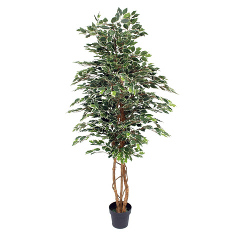 Blooming Artificial - Ficus Tree Artificial Plant, Large Fake Plant in Pot for House and Indoors, Year Round Decorative Realistic Faux Foliage (Variegated) (180cm/ 6ft)