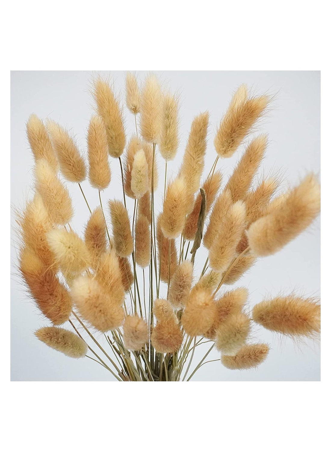 FANCY Natural Dried Lagurus Bunny Tails Grass, 30-50 cm, Decorative Pampas Bouquet Elevate Your Home Décor with Effortless Boho Elegance