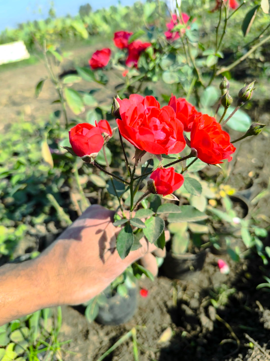 2 Natural Bonboni Rose Plants, Multiple Small Flowers Beautiful Blooming Blooming for Garden or Balcony Potted