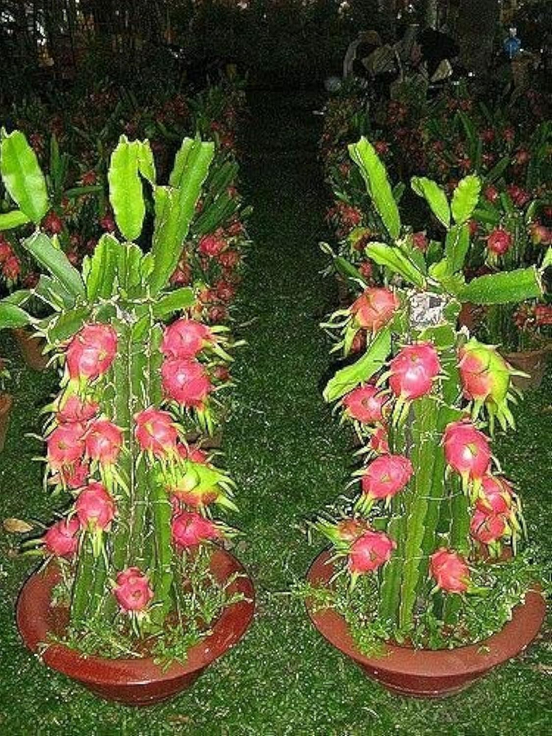 Year Collect Rare Seedling Home Farming Now Available Dragon Fruit Seedling Or Dragon From The World's Most Dignified Fruits