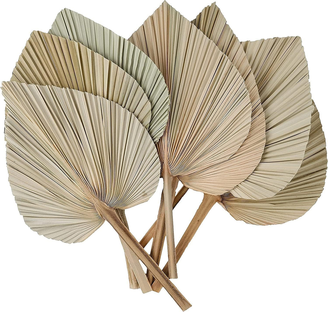 Fancy Dried Palm Leaves - Natural Home Decor - Real Fan Palm Fronds Hand-Trimmed - Centrepieces, Floral Arrangements, Wall Art
