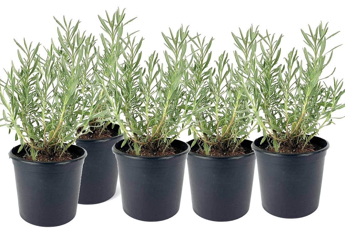 5 Seedlings Lavender Plant Ready for Home Gardening and Fields