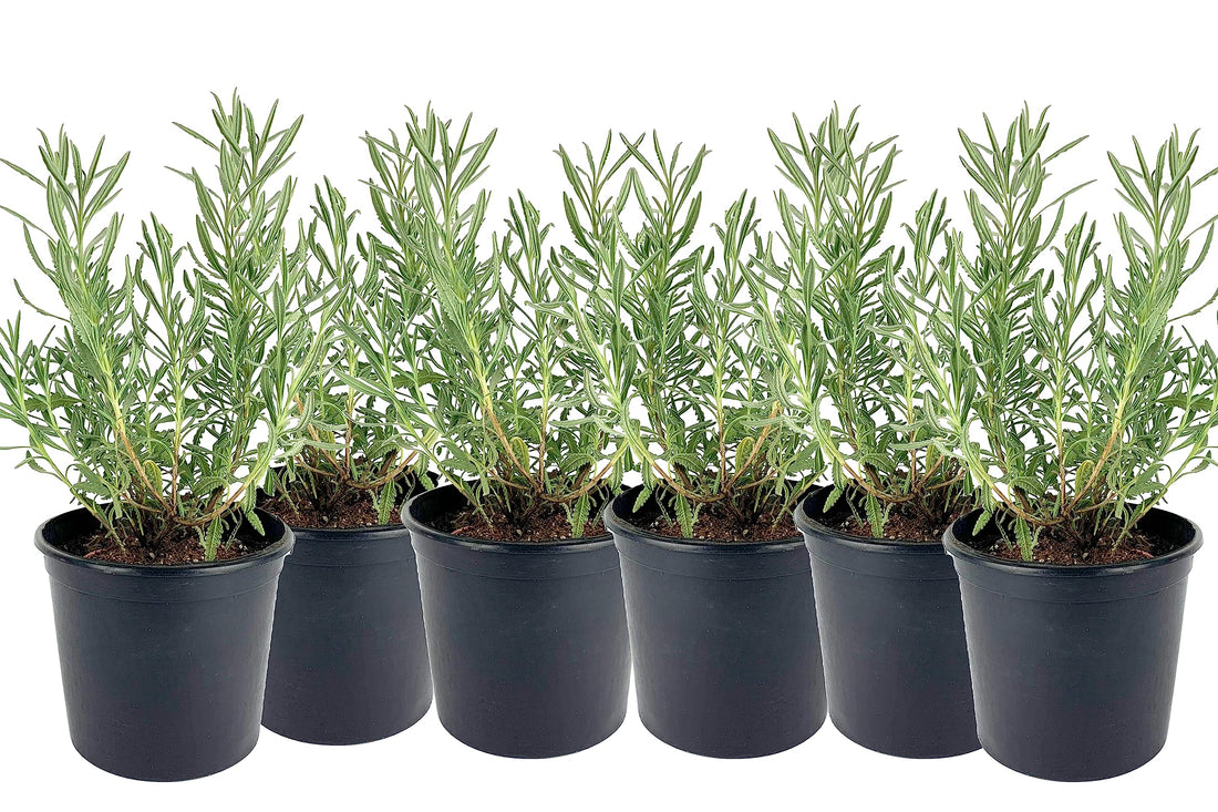 6 Natural Lavender Plants Aromatic Home Farming Garden Field Called Lavender