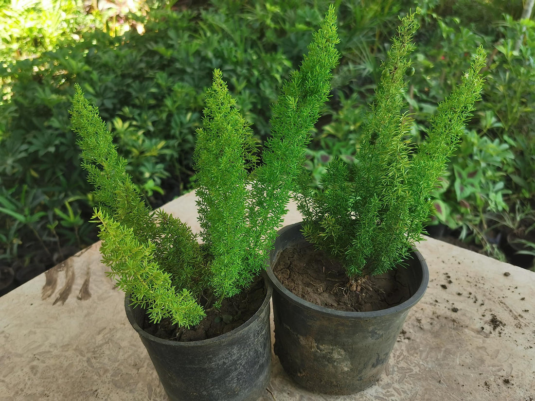 2 asparagus fox tail plants