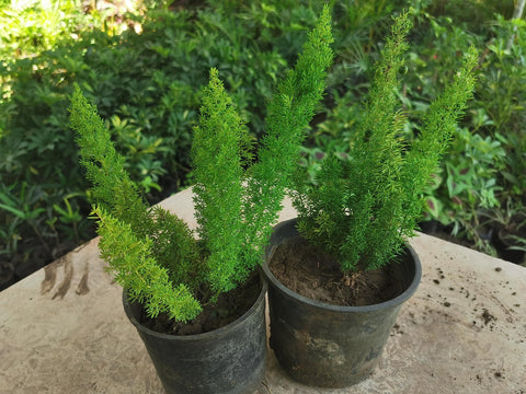 2 asparagus fox tail plants