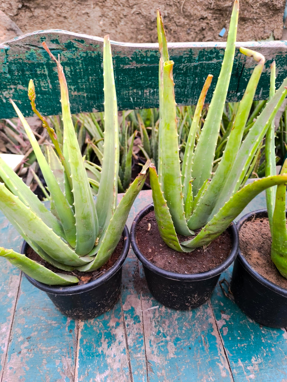 2 Seedlings Original Aloe Vera, Medium Size, Infused with Gel for Balcony and Garden