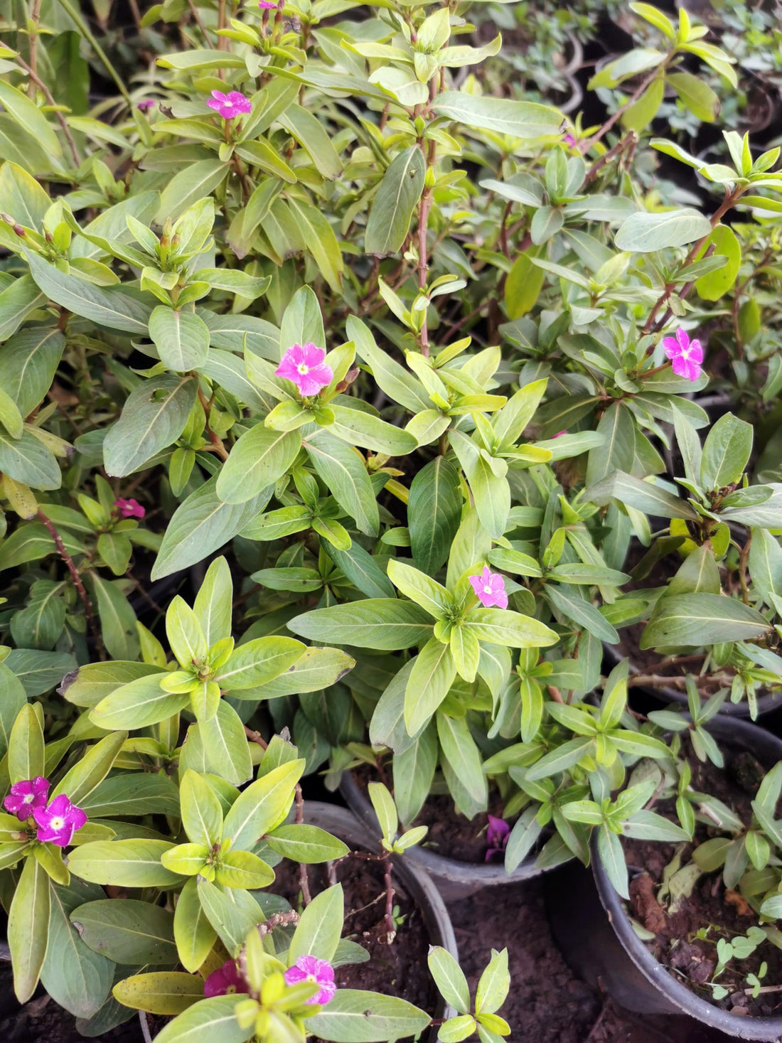 3 Seedlings Aloenka Plant for Balcony Garden Landscape