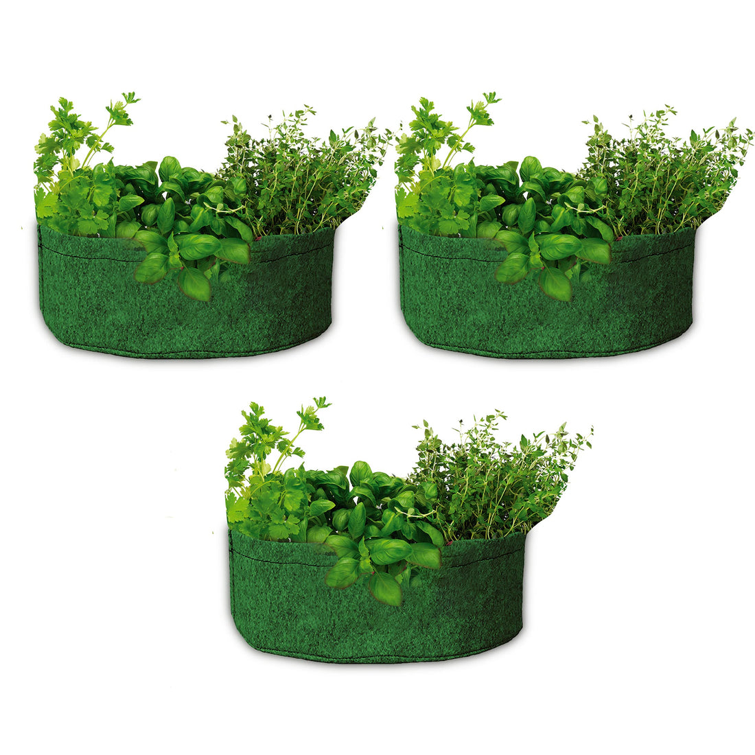 Bombay Greens ; Sow, grow, eat, repeat